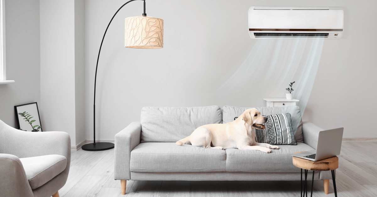 cachorro no sofa no ar condicionado